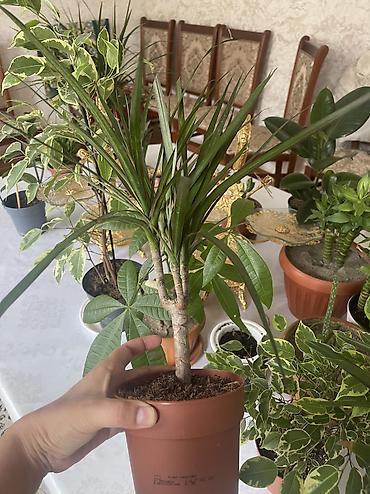 цветы драцена: Драцена маргината (Dracaena marginata), компактное комнатное растение — 1