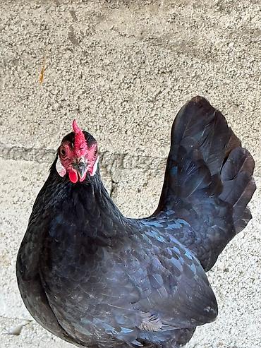 Птицы: На продажу Оптом Количество 22 штуки. Яйца несут. Возраст прошлого — 3