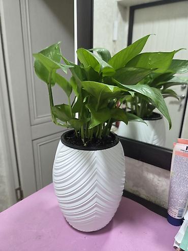 Антуриумы: Антуриум Андре (Anthurium andreanum) - Эффектный комнатный ароид с — 68
