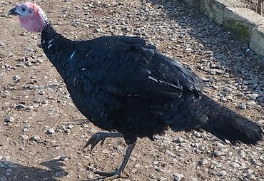 Qazlar: Məhsul: Ev quşları – qaz və hind toyuğu Təsvir:Hinduşka diri çəkisi — 4