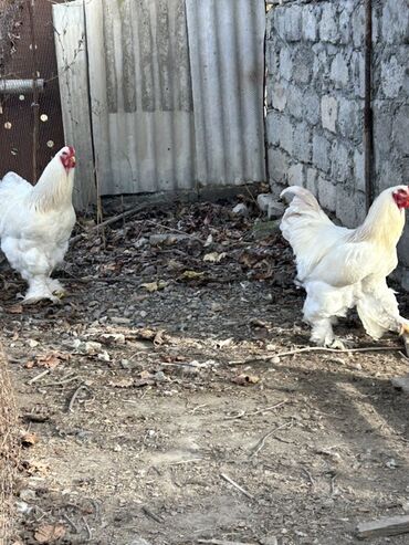 Toyuqlar: Toyuq, Brama, Yumurtalıq, Ünvandan götürmə — 6