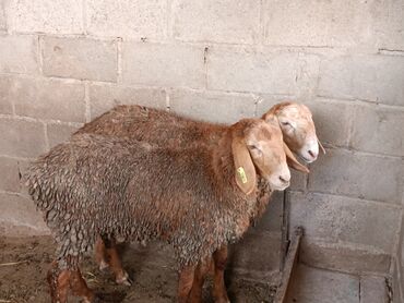 арашан овец: Продаю | Ягненок | Арашан