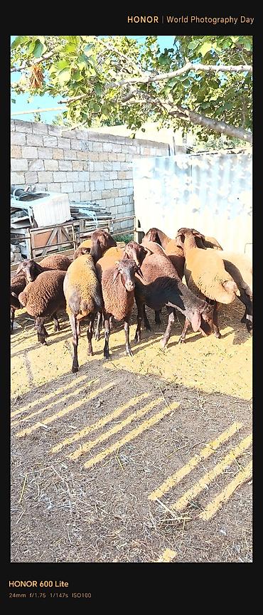 boğaz qoyun: Salam. 11 baş qoyun satılır biri qoç yeddisi dişi üçü quzu dişilərdən — 8