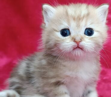 для котят: Питомник Шотландских кошек предлагает к предварительному резерву