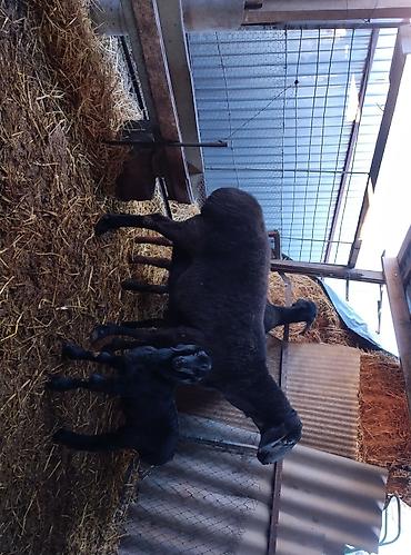 Баран, овца: Продаю | Овца (самка) | Для разведения | Племенные — 14