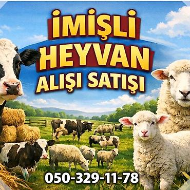 inek: İmişli bölgəsində heyvan alışı-satışı xidməti. - Növlər: iri buynuzlu — 1