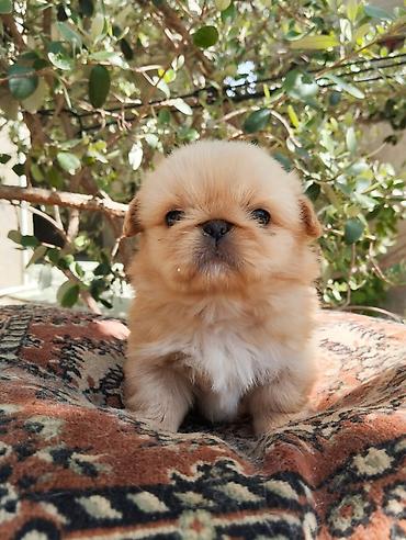 İtlər: Pekines — 4
