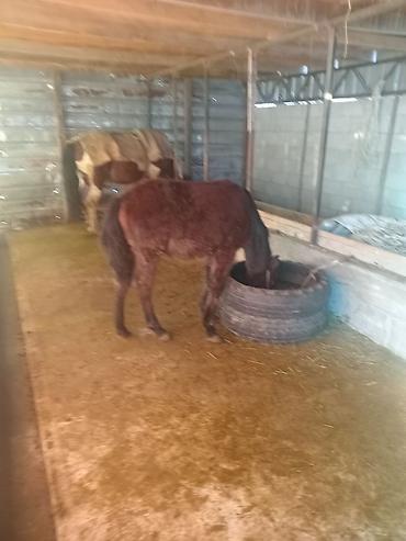 Лошади, кони: Продаю | Жеребенок | Для разведения — 2