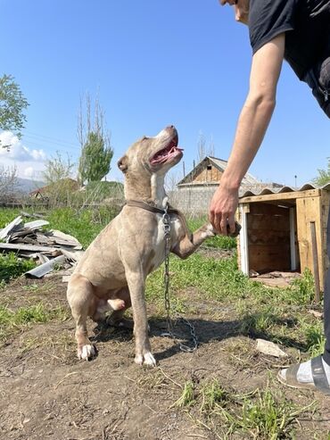 Продажа собак: Питбуль, 1 год, Самец