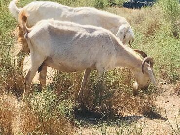Digər kənd təsərrüfatı heyvanları: Cəmisi 16 sani keçisidir onlardan 6 tısı erkek 10 dişi hal hazırda — 17
