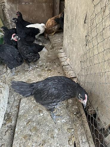 Toyuqlar: Toyuq, Australorp, Damazlıq — 2