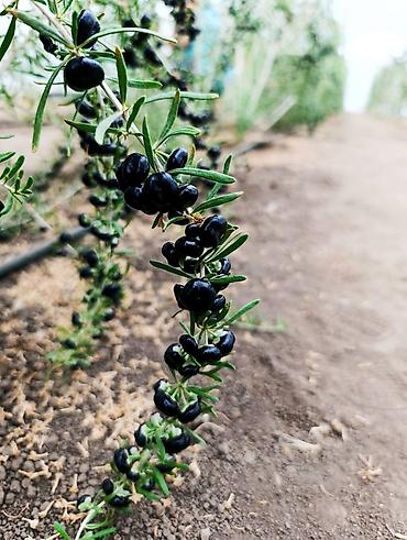 stilsko: Sveže ubrane bobice crne goji (Black Goji – Lycium ruthenicum) - — 3