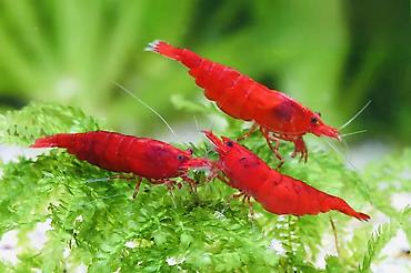 Akvarium aksesuar və ləvazimatları: Akvaryum üçün dekorativ krivetqa – rəngli Neocaridina növləri. 10 — 1