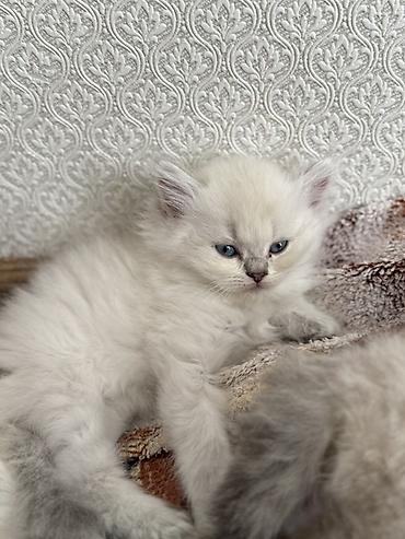 ev meymunu: Erkək, Dişi, Ünvandan götürmə — 6