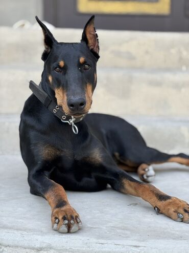 пудель в добрые руки: Doberman, 1 il, Dişi