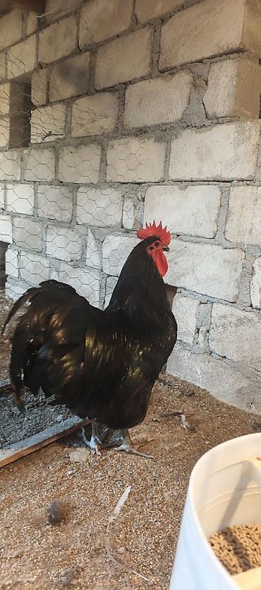 barter xoruz: Orjinal uzunquyruq avstralop cücə və yumurtası — 2