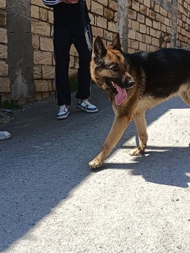 İtlər: Alman çoban iti, 1 il, Dişi, Cütləşmə üçün, Ünvandan götürmə
