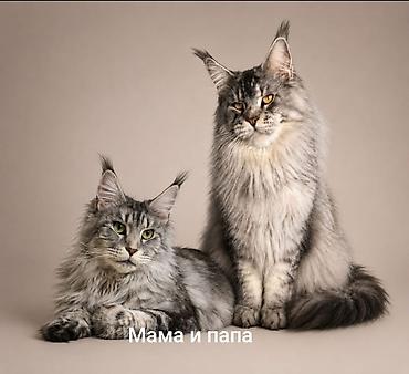 золотистая шиншилла: Возраст 2 месяца, мальчик.Породистый котёнок мейн-кун, серебристый — 5