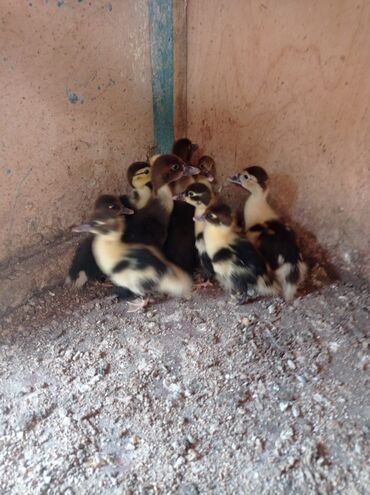 ruan ördək: Muscovy (indi ördəyi) balaları - Şəkillərdə tam sağlam, aktiv Muscovy