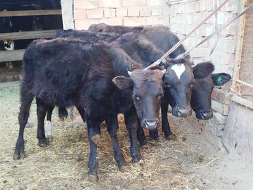 Продам с/х животных: Продаю | Бык (самец), Музоо, торпок | На откорм, Для разведения | Племенные, Искусственник