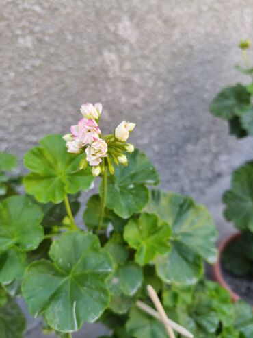 садовая мебель из искусственного ротанга: 🌸 Продаю красивые герани (пеларгонии) 🌸 Уходовые и здоровые растения