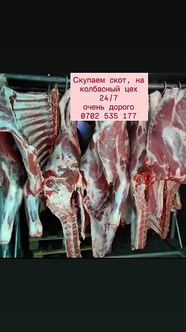 Колбасный цех : Коровы, быки, Лошади, кони, | Круглосуточно