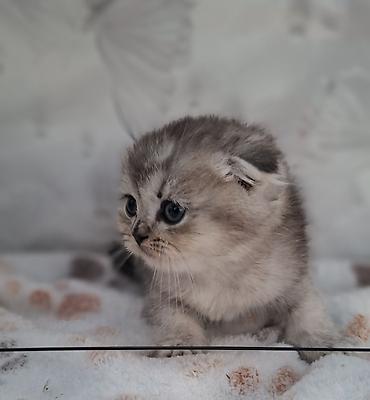 Продажа кошек: Скотиш Фолд (Шотландская вислоухая), 2 месяца, Мальчик, Приучена к лотку, Проглистована — 6