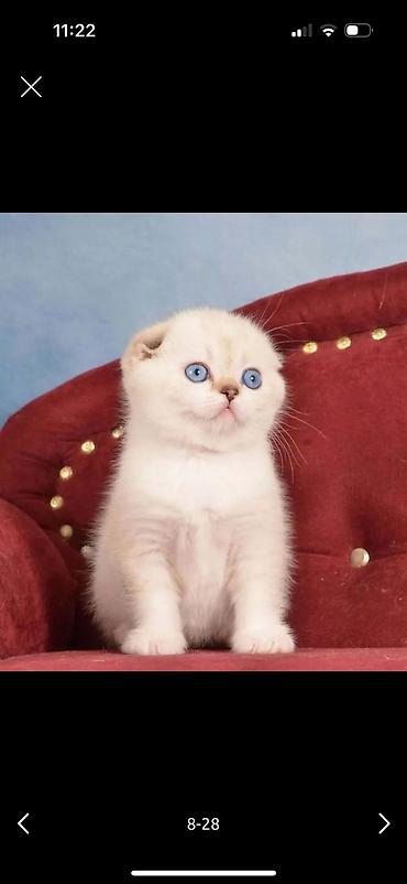 Pişiklər: Şotland — 11