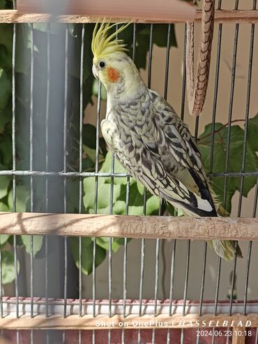 hamster evi: Salam xoş gördük Sultan papağanları yeni corella deyilen sort 2 eded