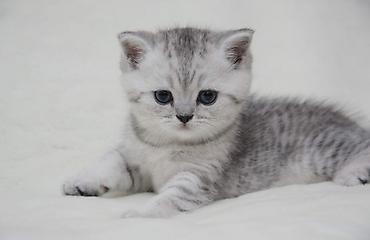 Продажа кошек: Продаю Шотландских котят Скоттиш-страйт. Описание: - Плюшёвая плотная — 2