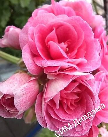 Герани и пеларгонии: Пеларгонии (герань зональная) — сортовые кустики в горшках — 10