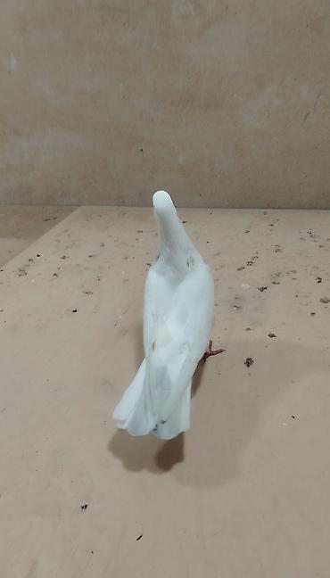 quş satışı: Bu deqe tutuldu ebres quyruq zireli erkeydi vap akt — 2