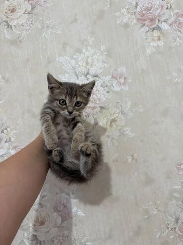 Pişiklər: Amerikan Shorthair, Dişi, Yaxşı əllərə — 11