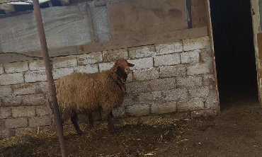 ниссан х трейл запчасти - Azərbaycan: Kənd təsərrüfatı heyvanları