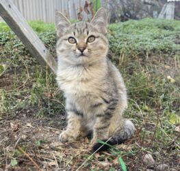 кошки в добрые руки: Котенок, отдаём в добрые руки ❤️❤️❤️ Было 4, остался последний игривый
