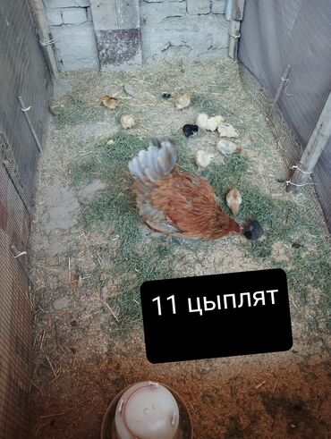 купить цыплят бройлеров с птицефабрики: Сатам | Тооктор | Үй