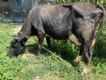 ineklerin satisi: Balalı inək satılır. 17-18 litr süd verir. Hec bir problemi yoxdu