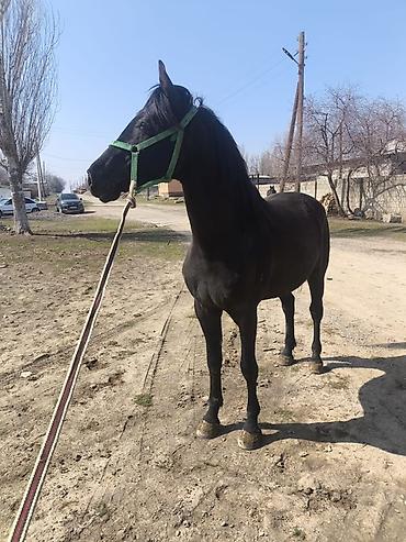 Лошади, кони: Продаю | Жеребец | Полукровка | Конный спорт — 7