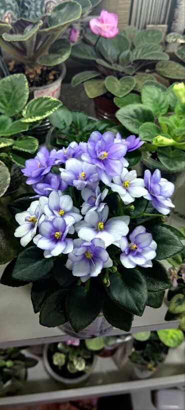 Фиалки и глоксинии: 🌱🌺🌱 Продаю сортовые ДЕТКИ стандартных фиалок🌱🌺🌱. Цены от 80-150 сом — 10