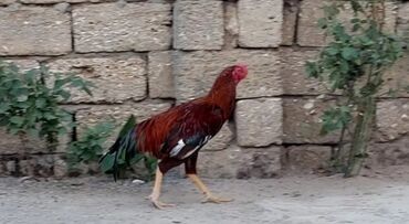 Aş qazanı: Məhsul: Xoruz,endirimde olacaq - Cinsə bənzər görünüş: uzun gövdə