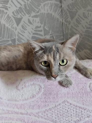 в добрые руки кошки: Кошечка 1,5 года, стерилизованна, вакцинированна, к лотку приучена — 3