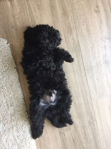 İtlər: Şpitz — 6