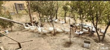 binə mehriban qonşular: 20 sot, Kənd təsərrüfatı, Mülkiyyətçi, Bələdiyyə