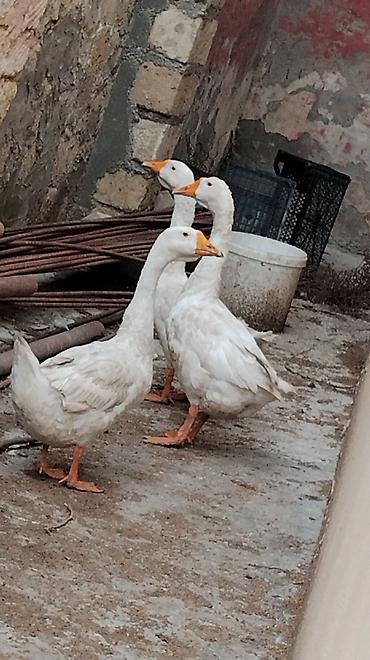 en gozel itler: Ağ qazlar – 3 baş
qiymət 30 manat kesimliye yararlıdır — 1