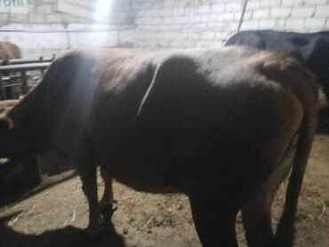 Inəklər, öküzlər: Dişi, il: 2, 540 kq, Ətlik, Ödənişli çatdırılma — 3