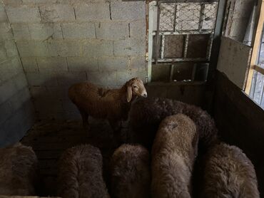 Бараны, овцы: Продаю | Ягненок
