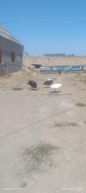 somon balığı azerice: Məhsul: Hinduşka sürüsü Təsvir: - Təbii şəraitdə otlaqda bəslənən — 5