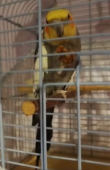 отдам котят в добрые руки: Salam olsun hər kəsə bu quş çox ağıllı və oynağan uşdu adı cəsurdu