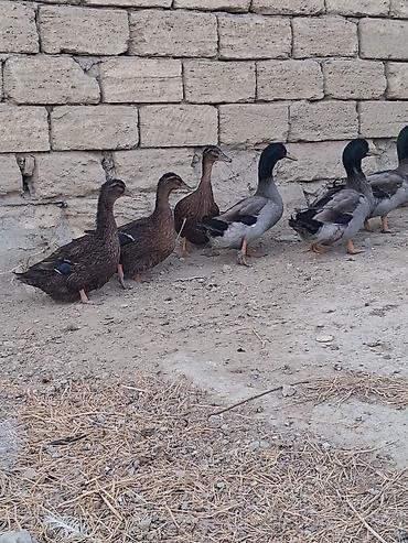 ruan ördək: Salam temiz qan ruan ordekleridi 7eded 1ilik ve 7eded 6 ayliq — 4