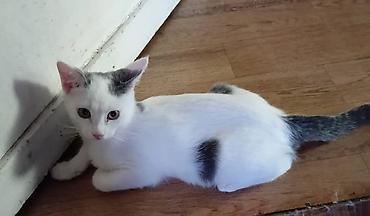 котенок бесплатно: Котенок 2.5 месяца (котик), к лотку приучен, звонить Татьяна — 1
